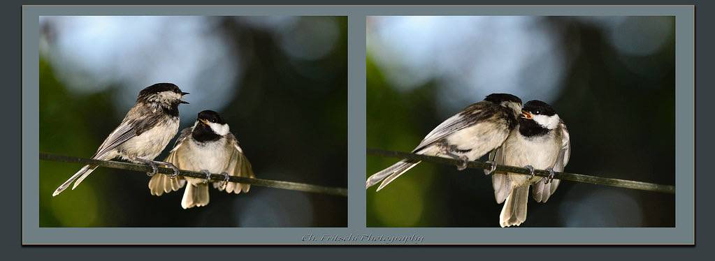 Black-capped chickadee / Mésange à tête noire / Poecile atricapillus by FRITSCHI PHOTOGRAPHY is licensed under CC BY 2.0